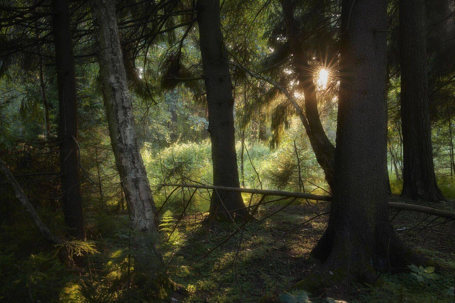 лес, девевья, свет, Валерий Вождаев