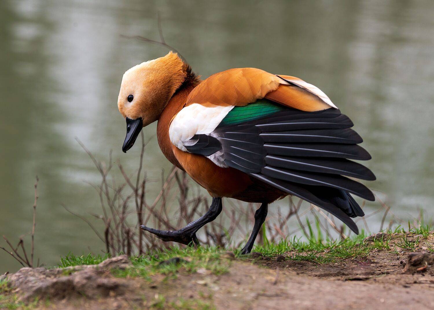 , Алексей Рыльский