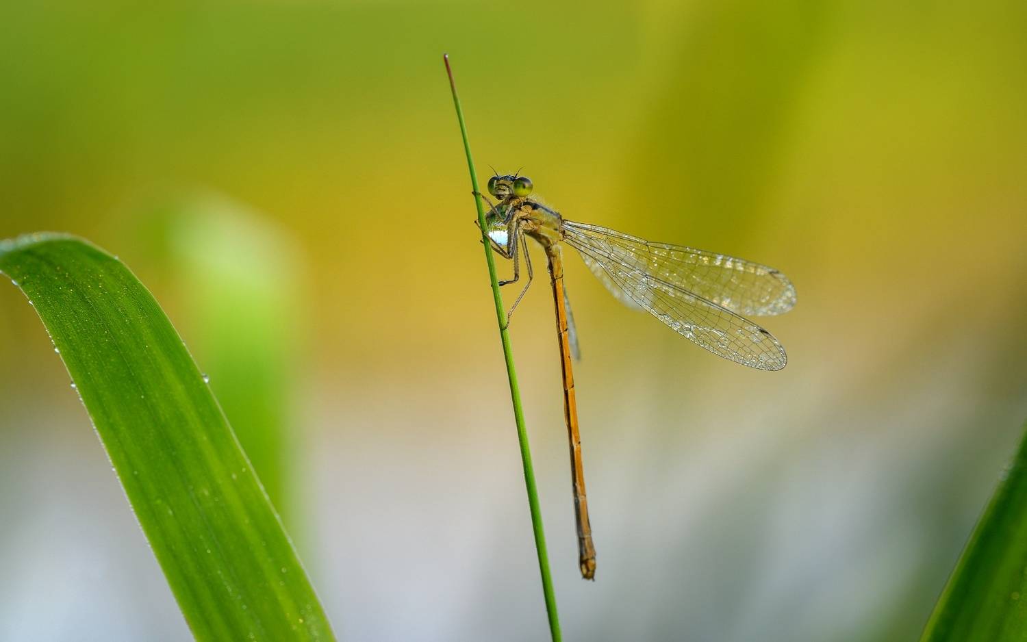 , Николай Никитин