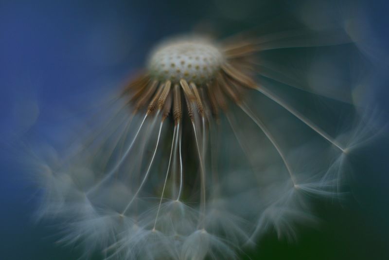 одуванчик, макро, цветок, весна, май  фото превью