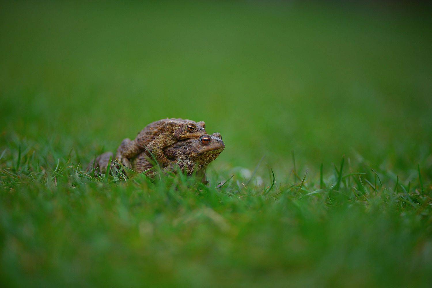 лягушки, помощь, Наталья Новкис