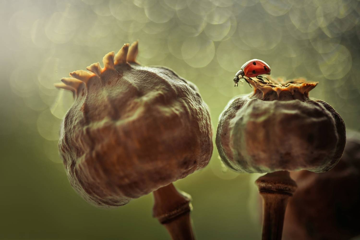 , Лапшина Владлена