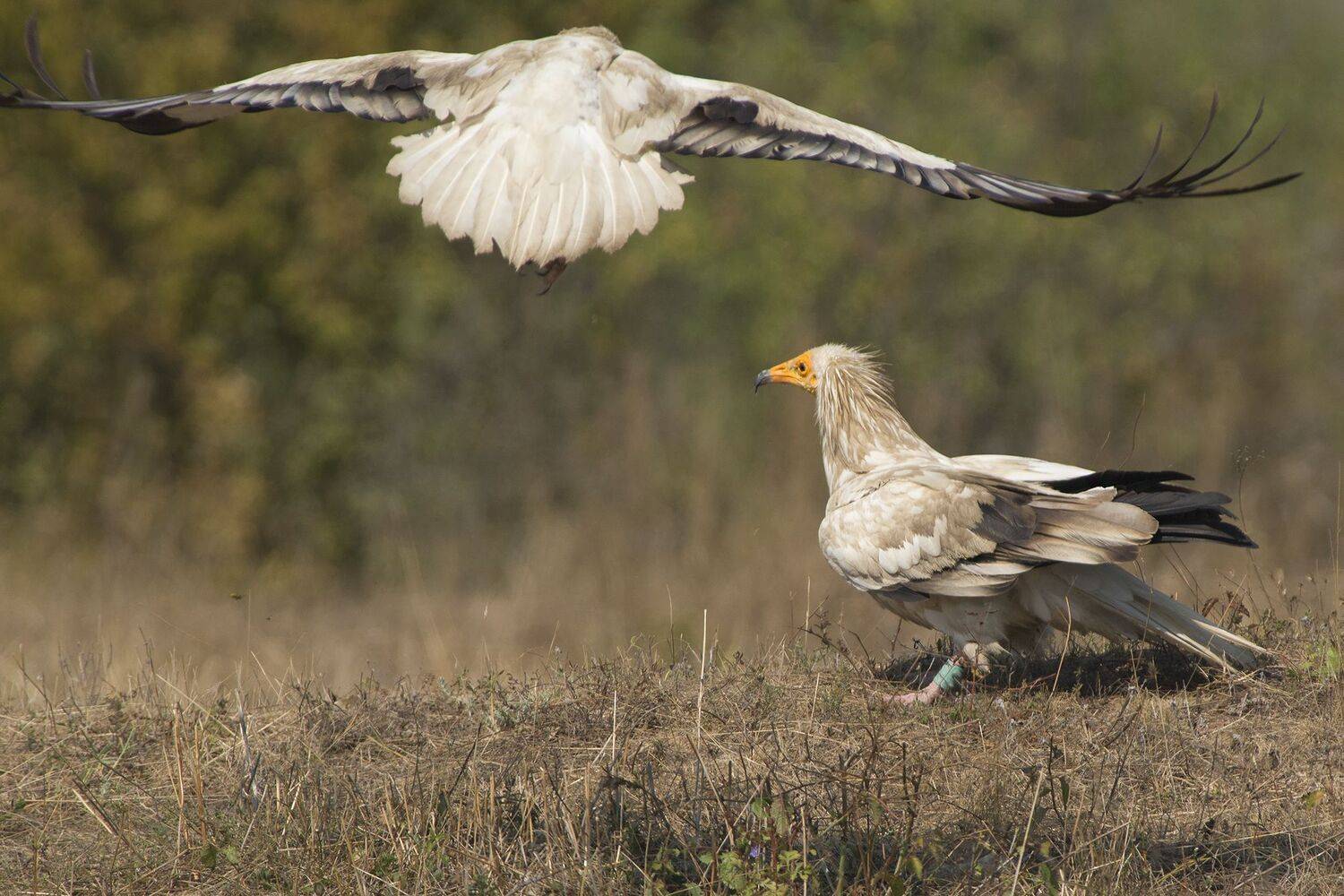 , Евгени Стефанов