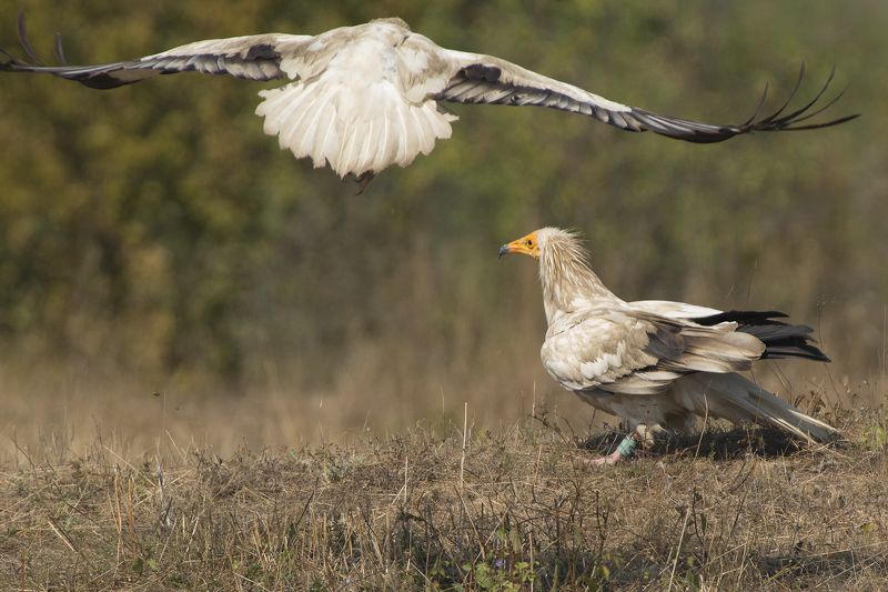 Стервя́тник фото превью