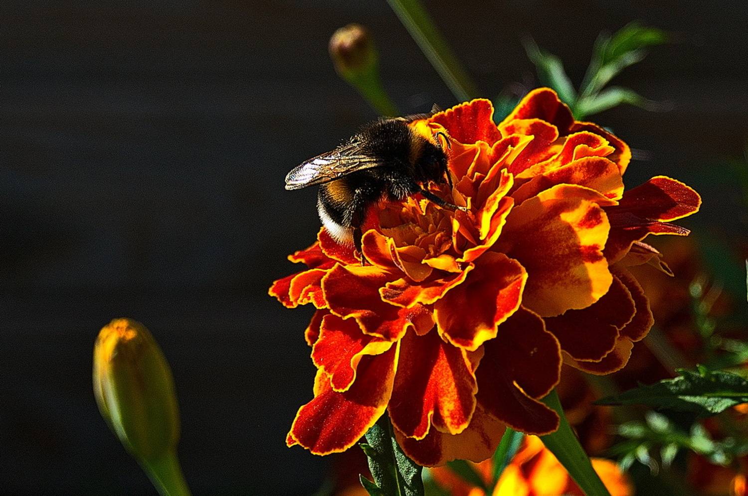 , Николаев Владимир