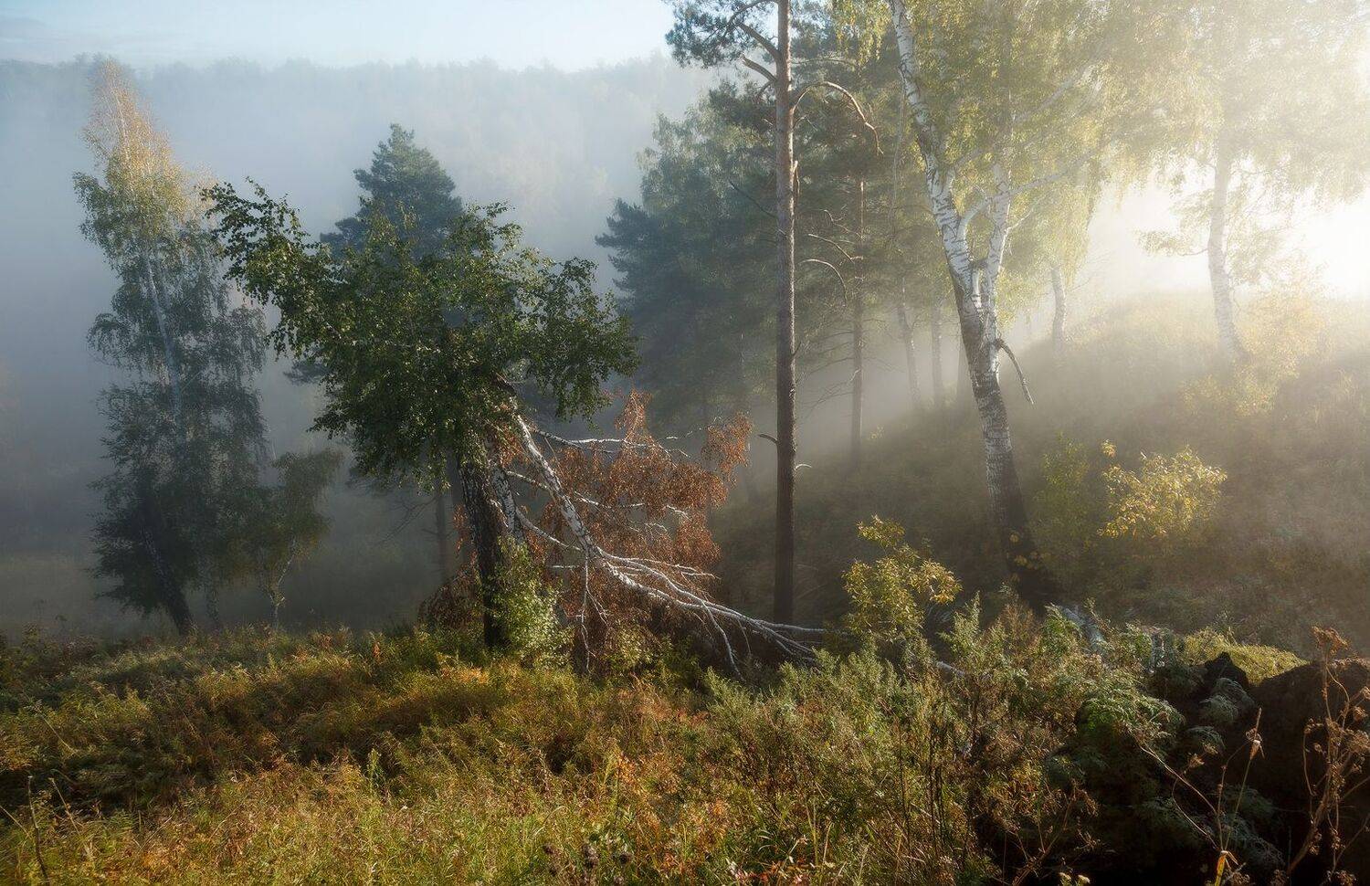 , Алексей Хахлов