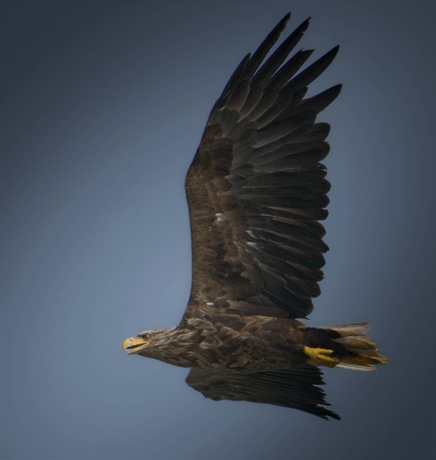 Орлан, птицы России, Никон Александр