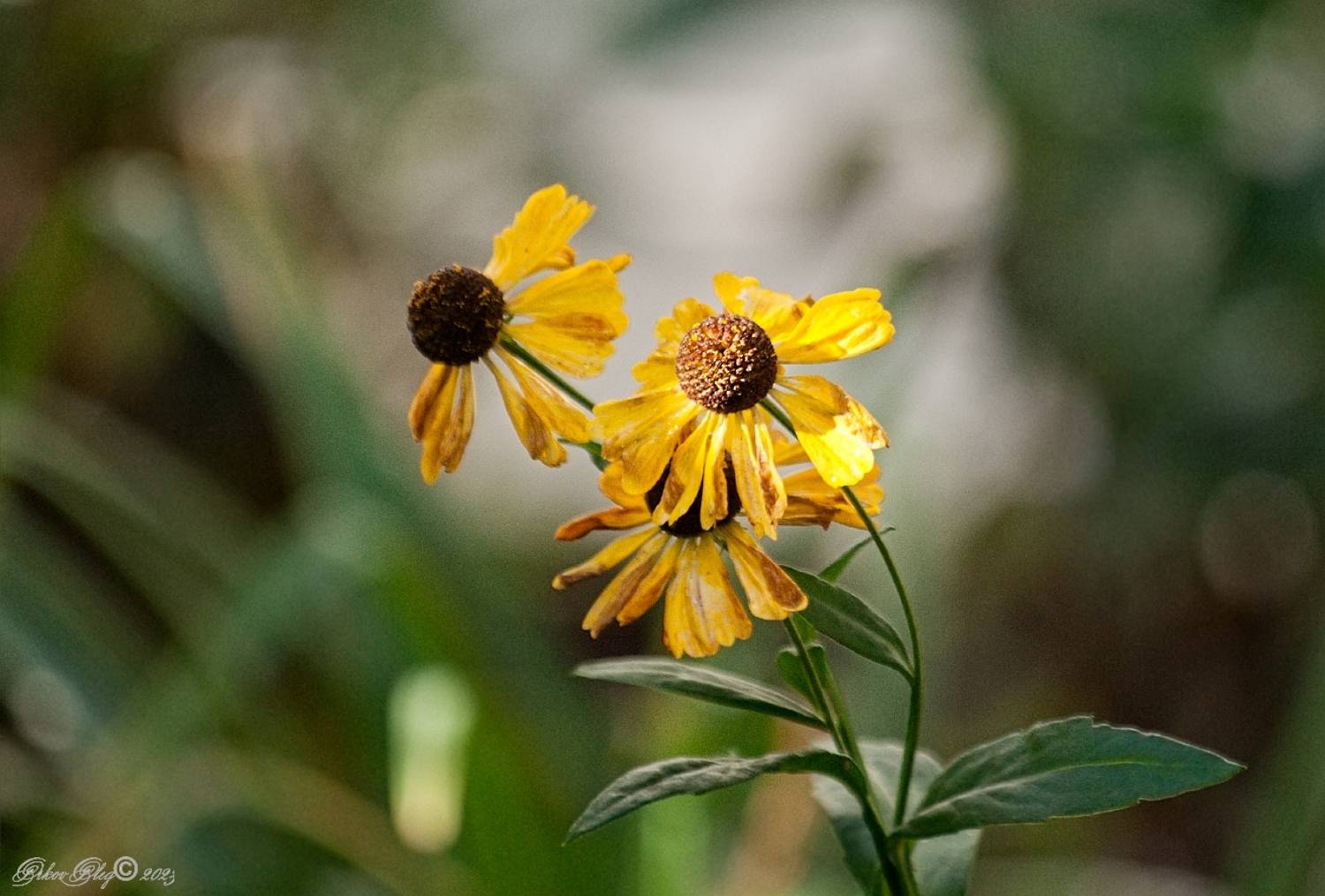 , Орлов Олег