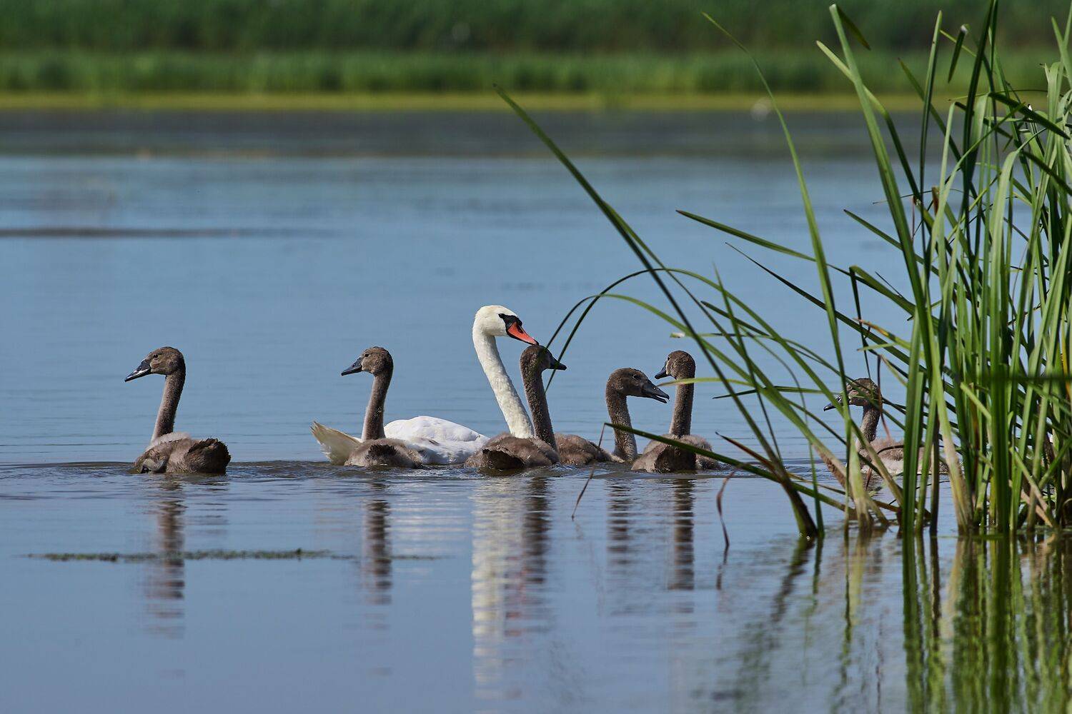 bird, birds, birdswatching, volgograd, russia, wildlife, Cygnus olor, , Сторчилов Павел