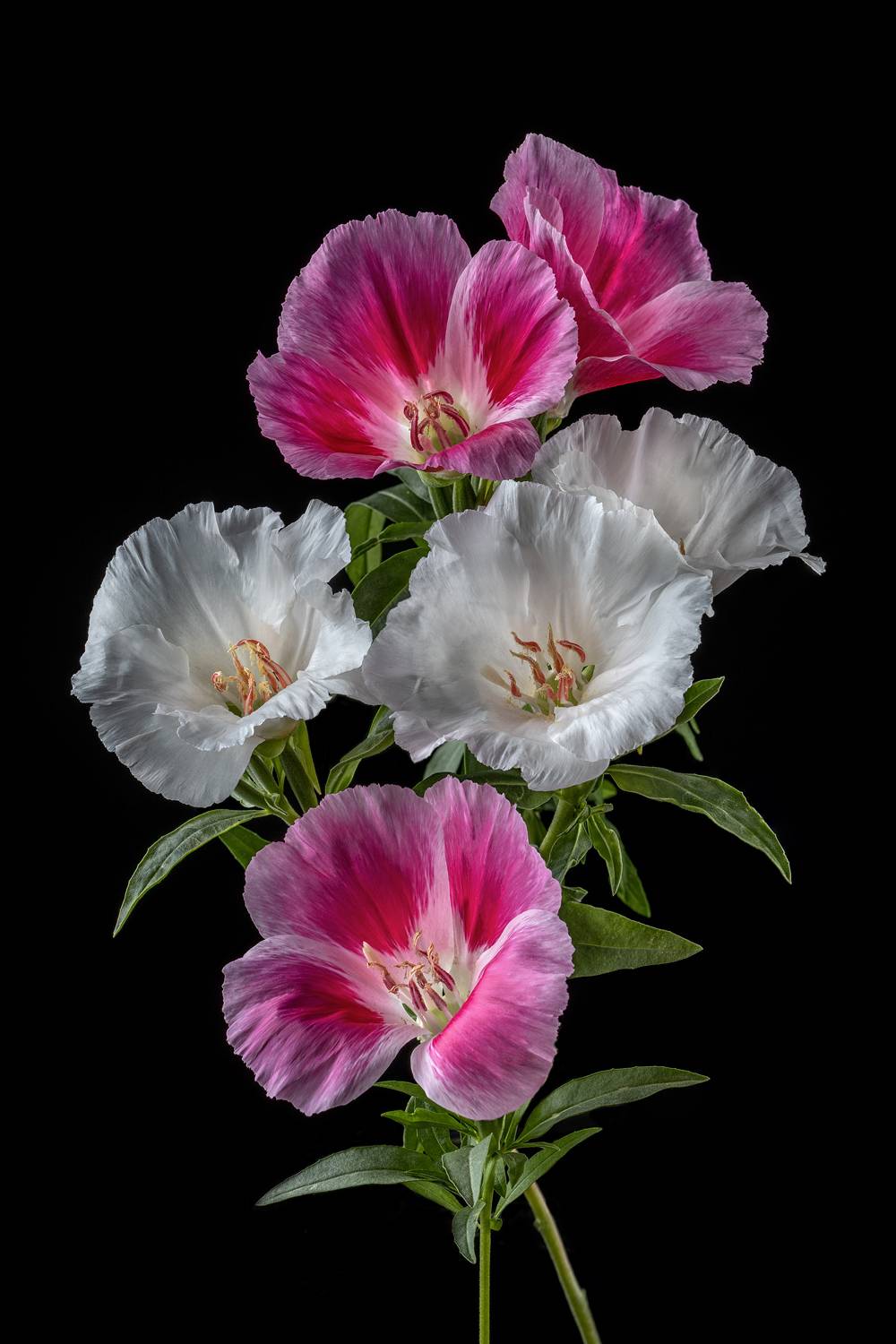 цветы, цветение, цветок, флора, растения, ЯR Ольга