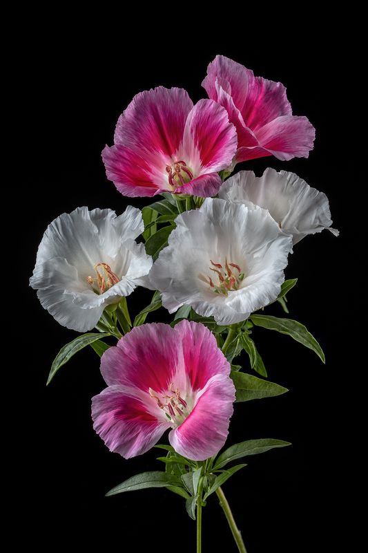 цветы, цветение, цветок, флора, растения Годеция фото превью