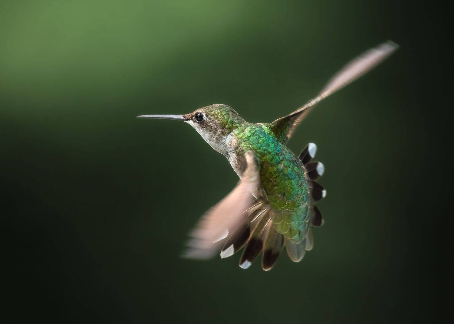 bird, humming, hummingbird, hummingbirds, hummer, rufous, nature, animals, wild, action, dynamic, Atul Saluja