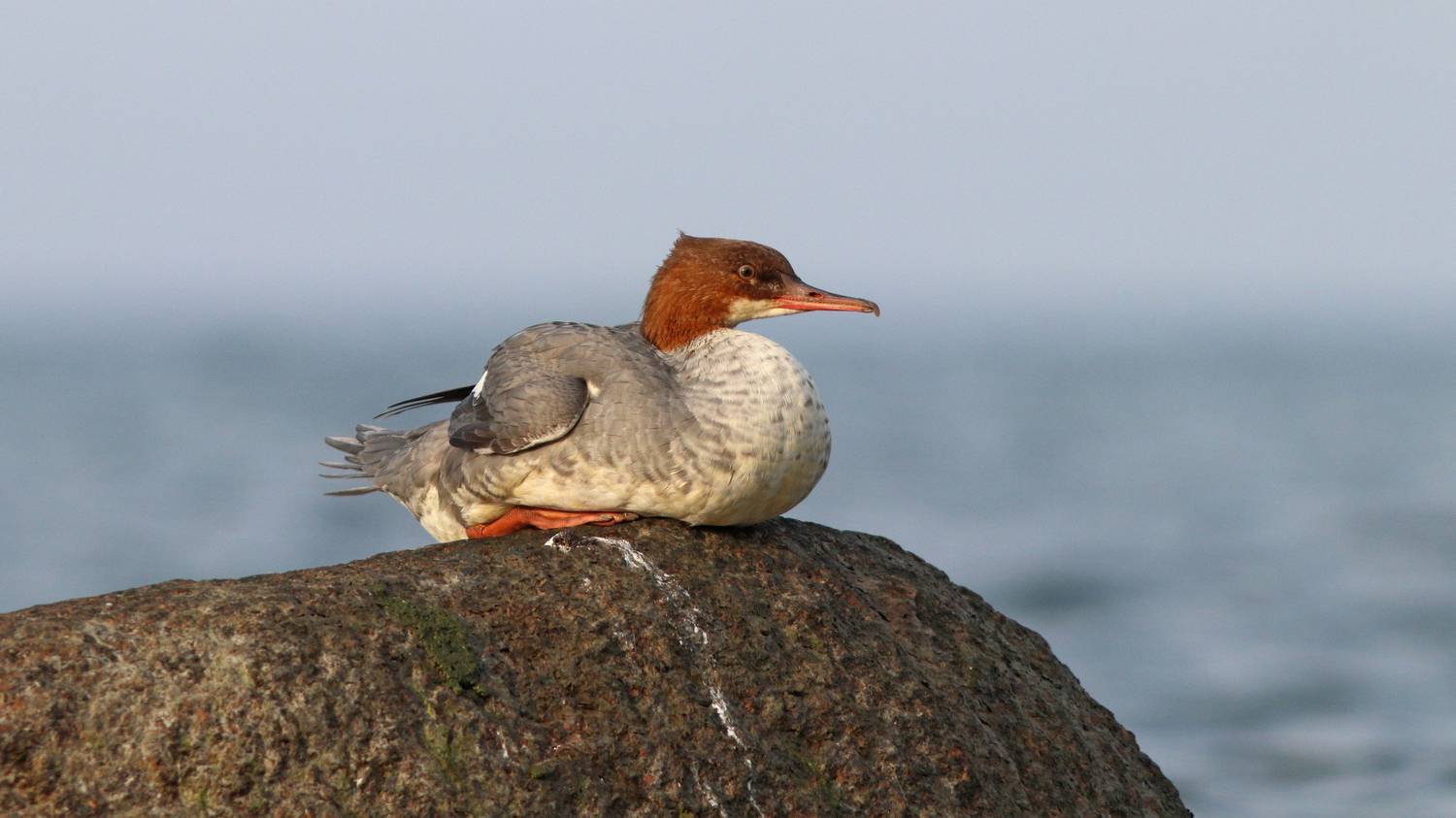 большой крохаль, mergus merganser, common merganser, балтийское море, Бондаренко Георгий