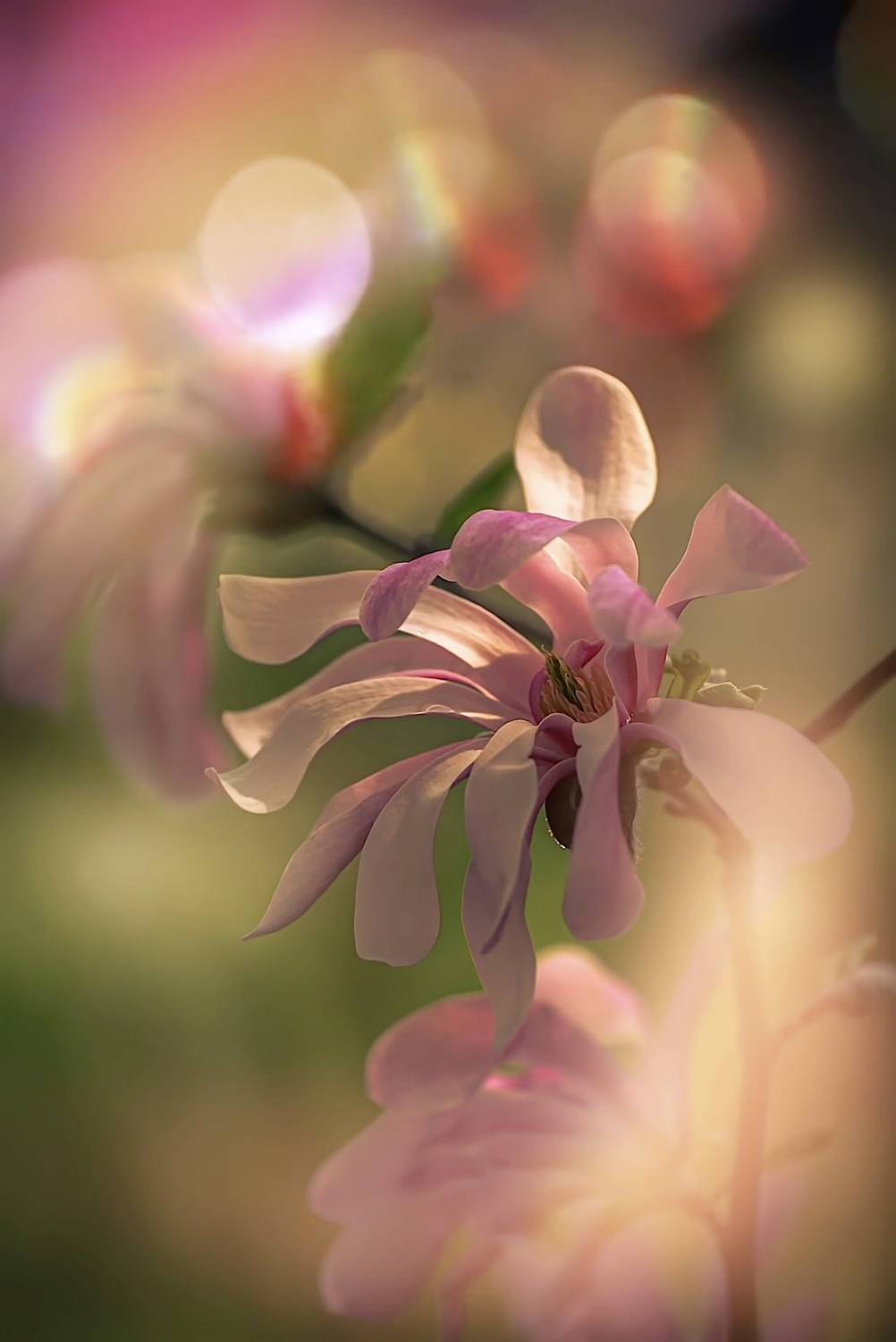 макро, macro, цветы, flower, весна, spring, магнолия, magnolia, Julia Kaissa