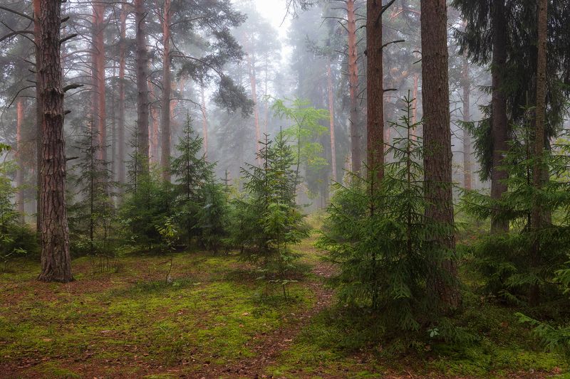 *** фото превью