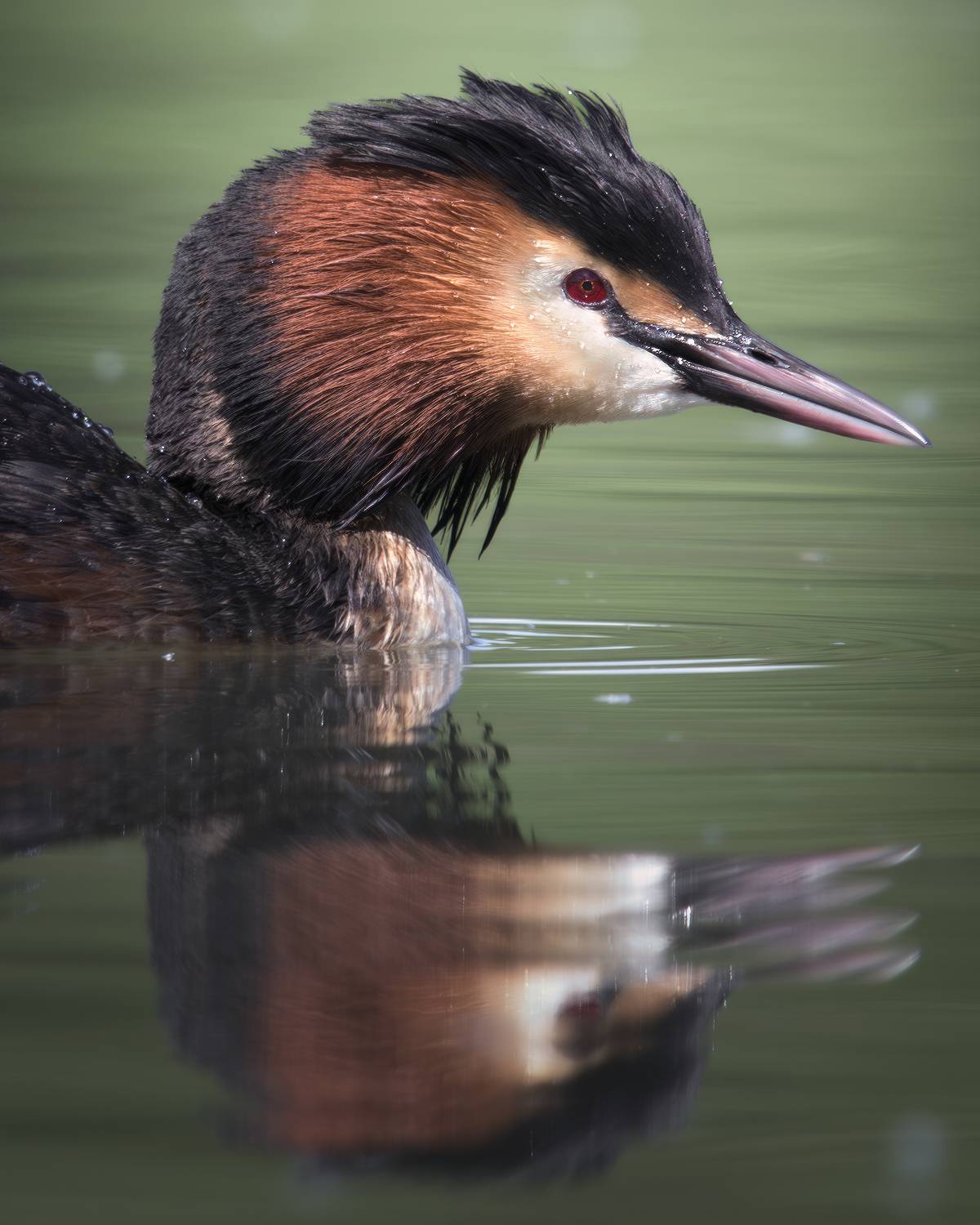, Поляков Михаил