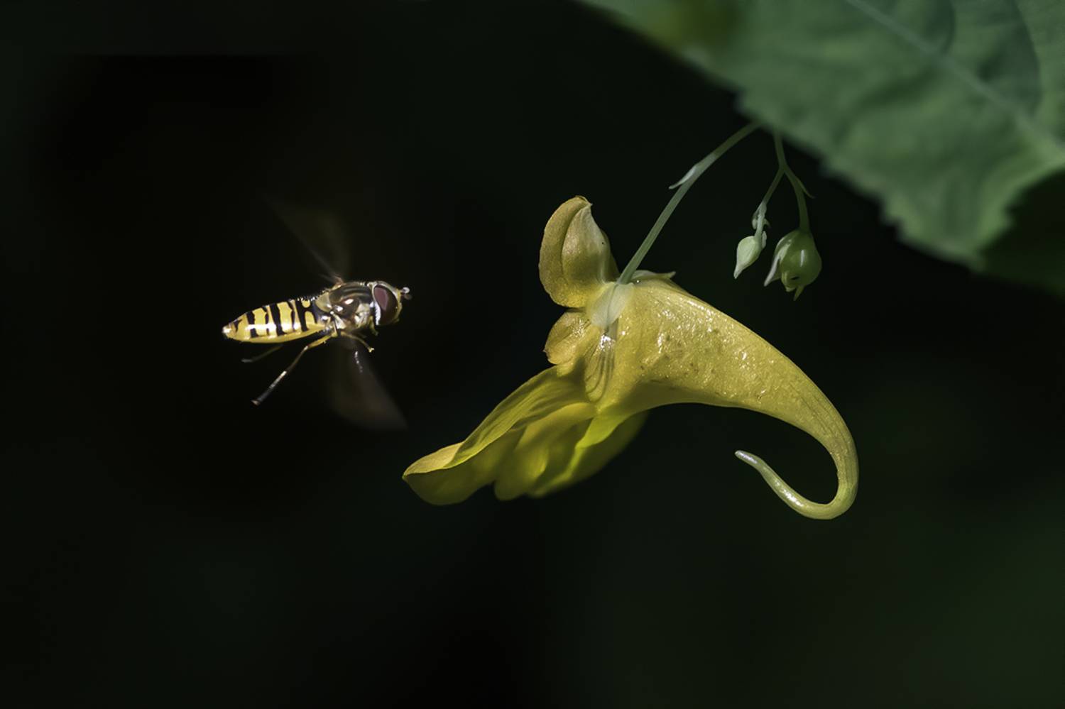 лес, цветок, полёт, Сытина Наталия