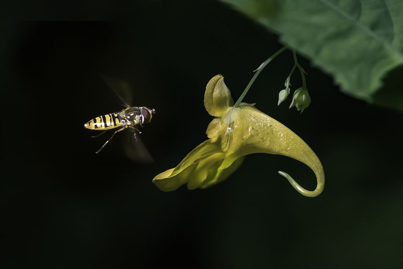 лес, цветок, полёт За нектаром фото превью