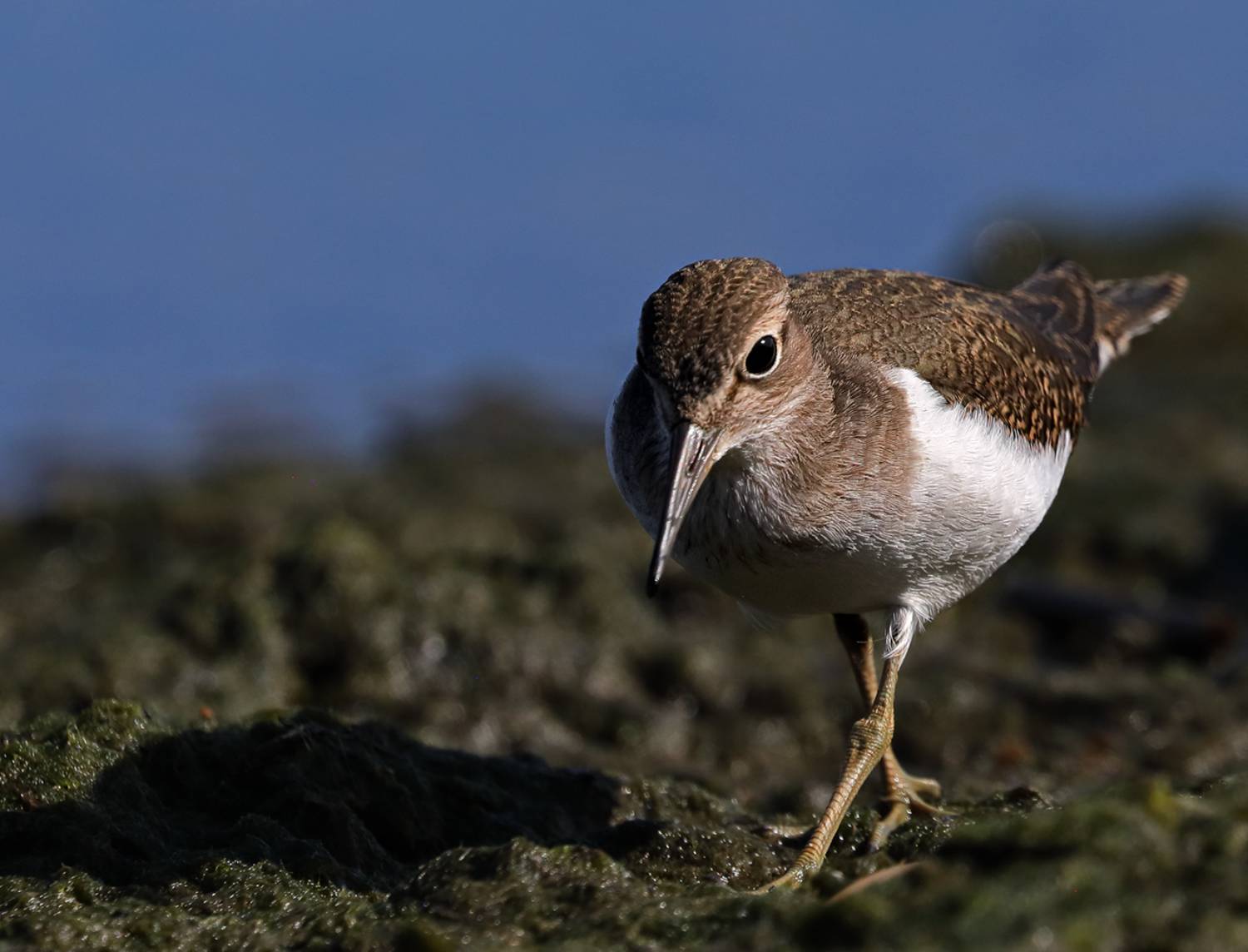 , Дмитрий Елисеев