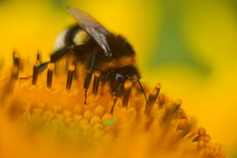 шмель, насекомое, макро, подсолнух, желтый  фото превью