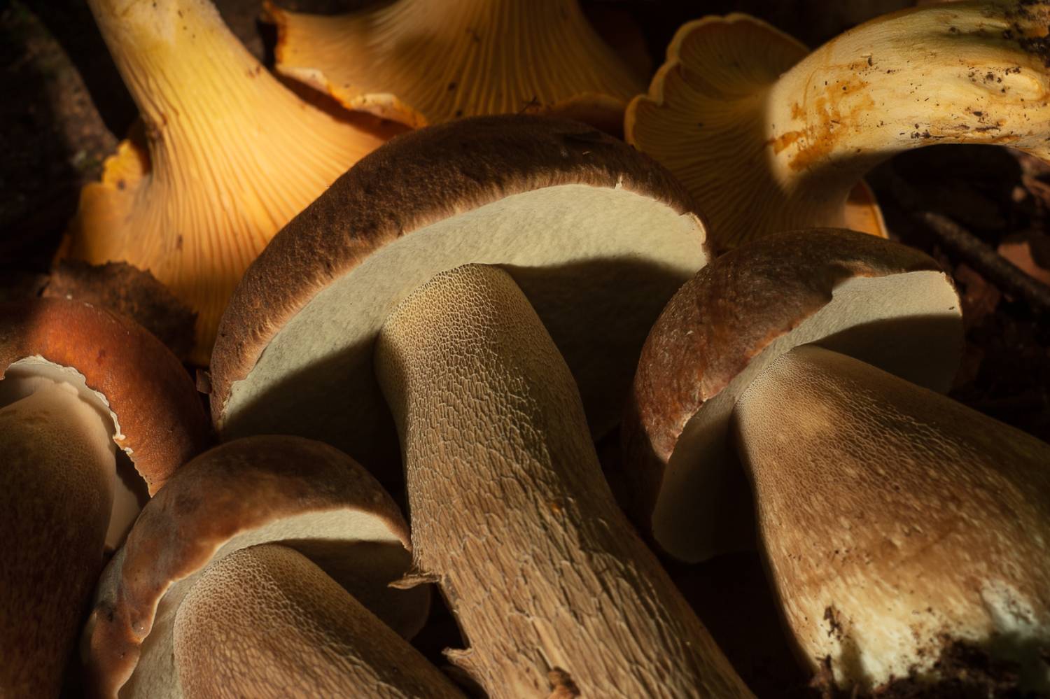 , Сергей Зимин