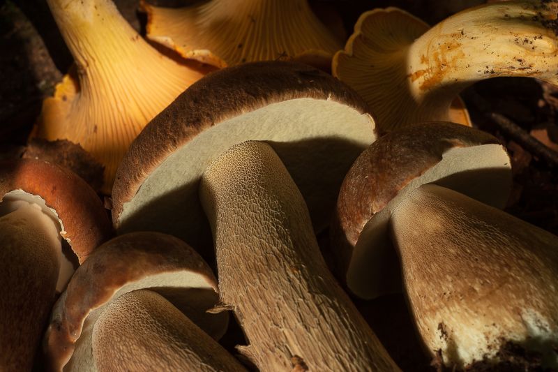 Белый гриб фото превью