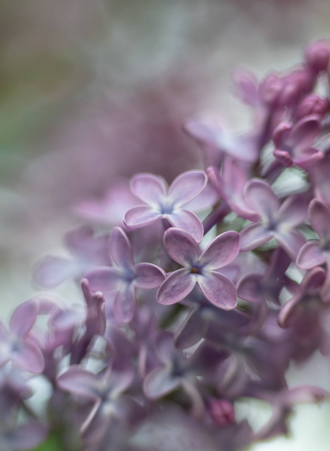 , Рохмистрова Мария