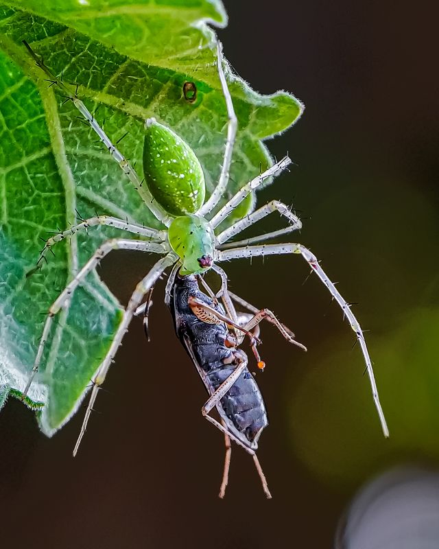 Green lynx spider catching it\'s prey  фото превью