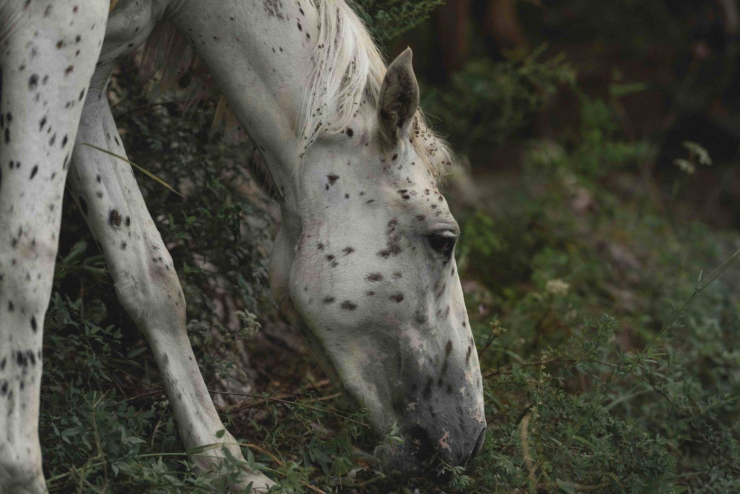 , Ирина Мороз