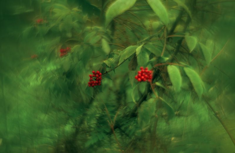 Костры рябин фото превью