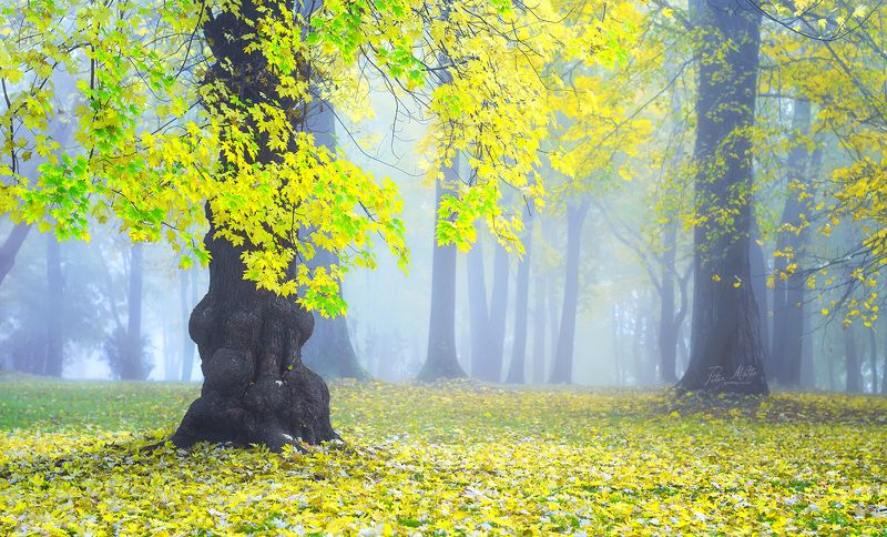 autumn, lorien, light, gold, travelling, beautiful, forest, tree, haze, nature, magic, mystic, harmony, middle-earth, belarus, petermilto, photography, природабеларуси, осень, лориен, гармония, пейзаж, туман Возвращение в Лориэн. Return to Lorien. фото превью