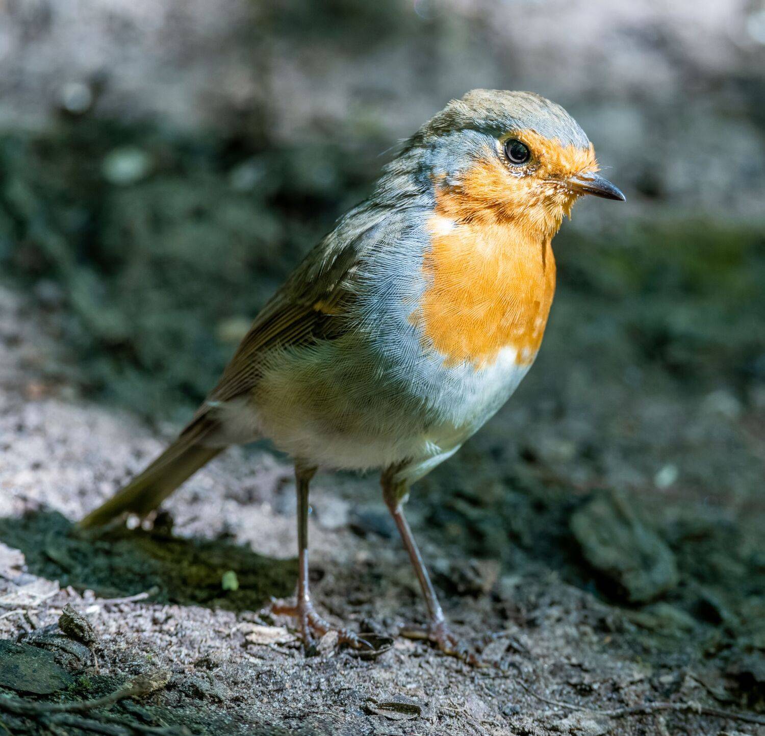 , Дэм Константин