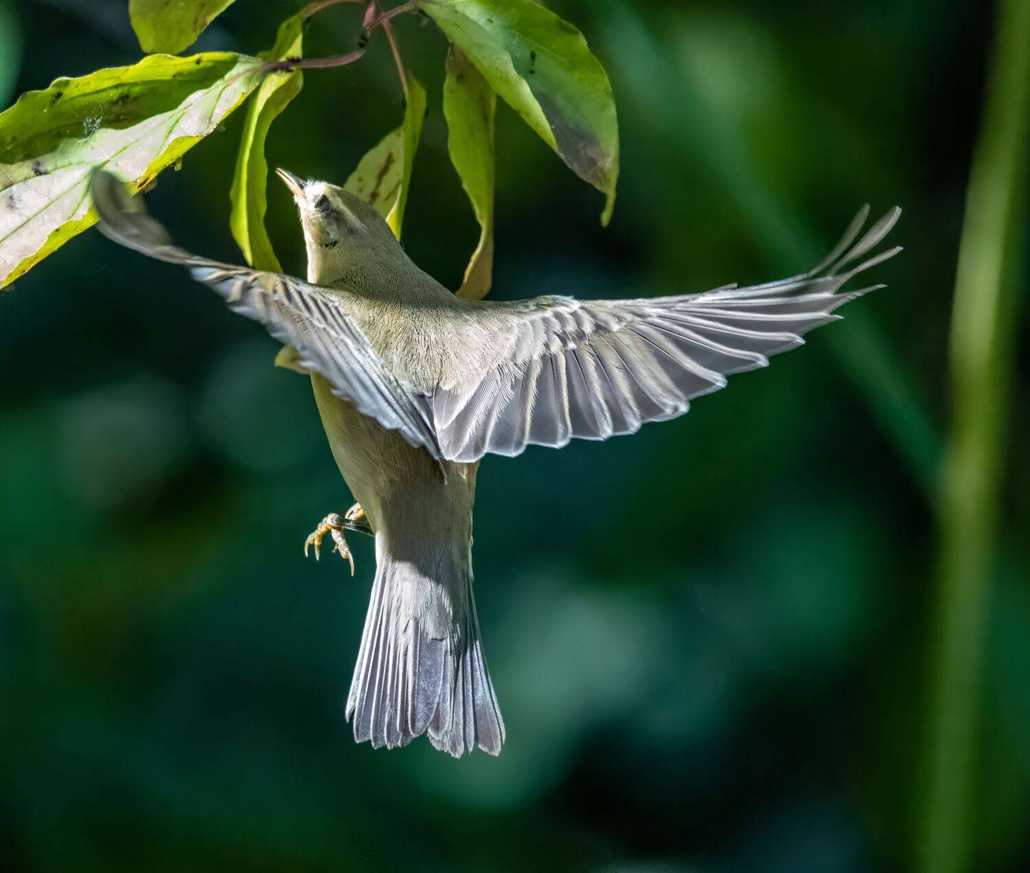 , Дэм Константин