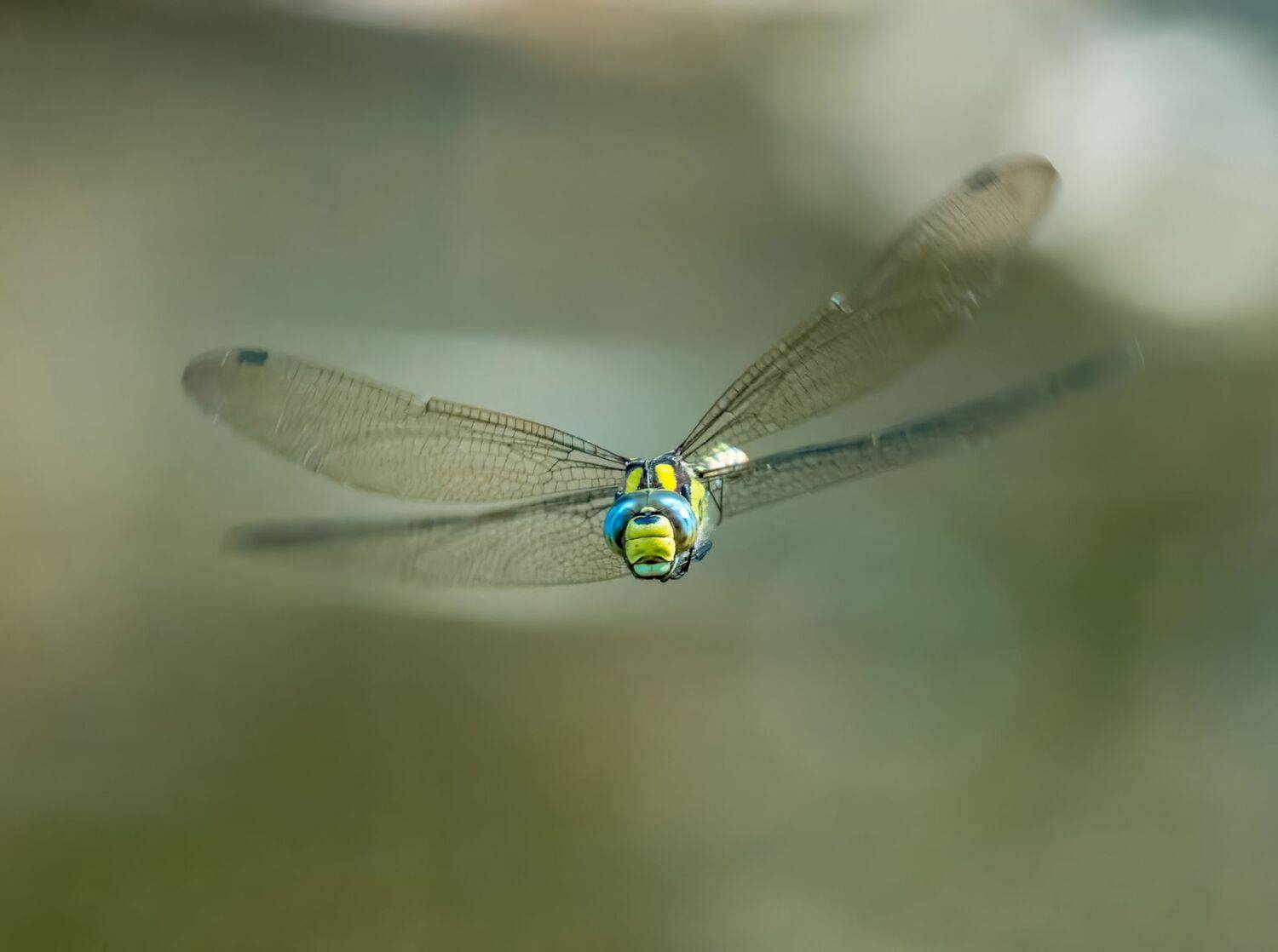 , Дэм Константин