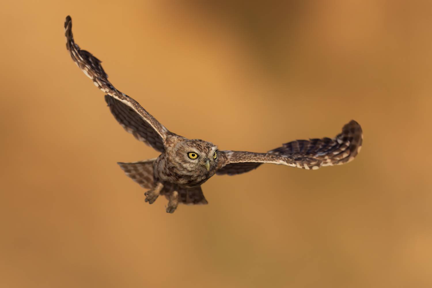 , Фруман Евгений