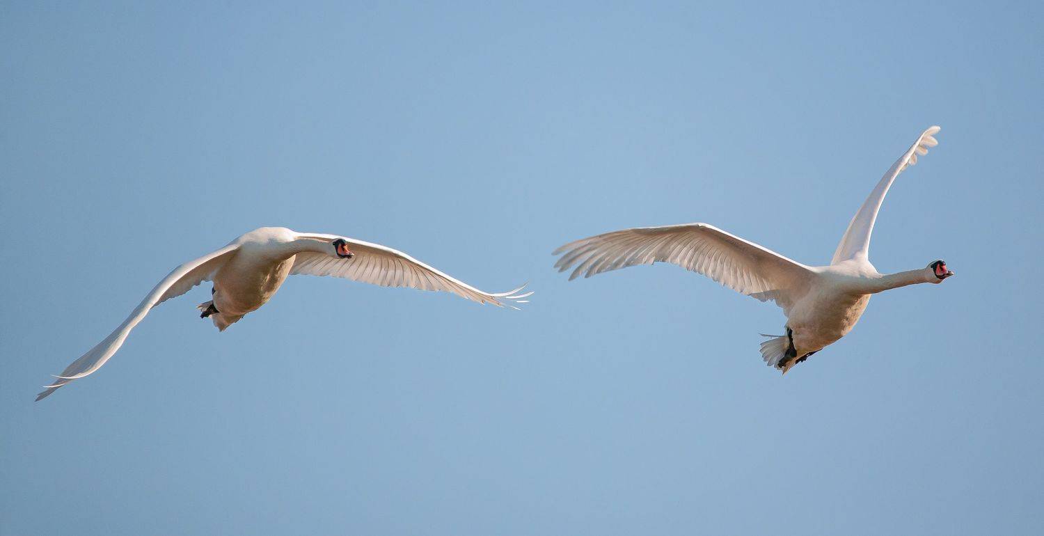 у села  камышово, Сергей цыбизов