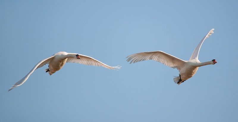 у села  камышово ПТИЦЫ  БЕЛЫЕ  МОИ фото превью