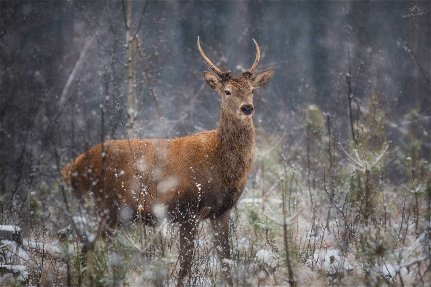 олень, спичак, красный бор, беларусь, фототур в красный бор, благородный олень,, Влад Соколовский