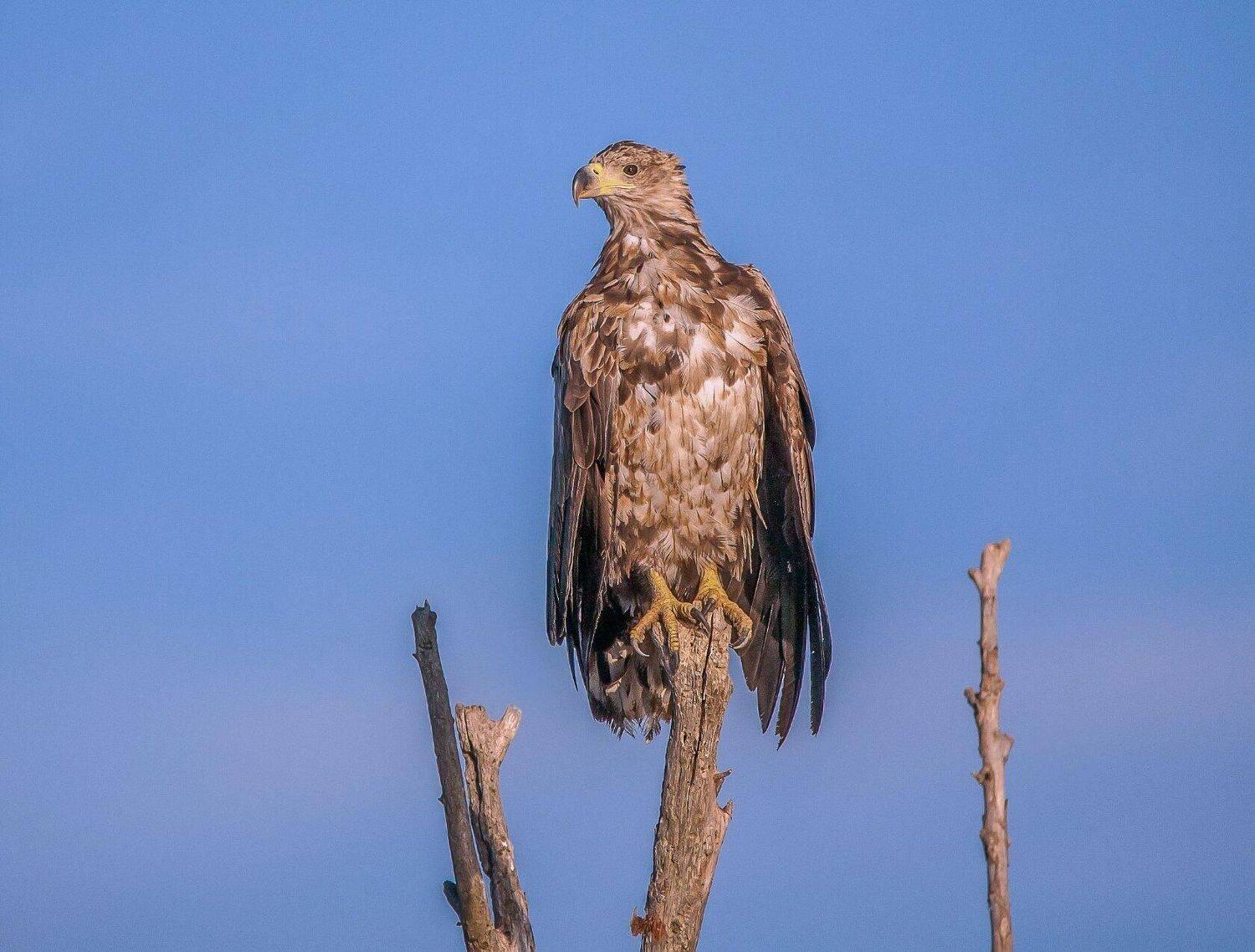 у села  камышово, Сергей цыбизов