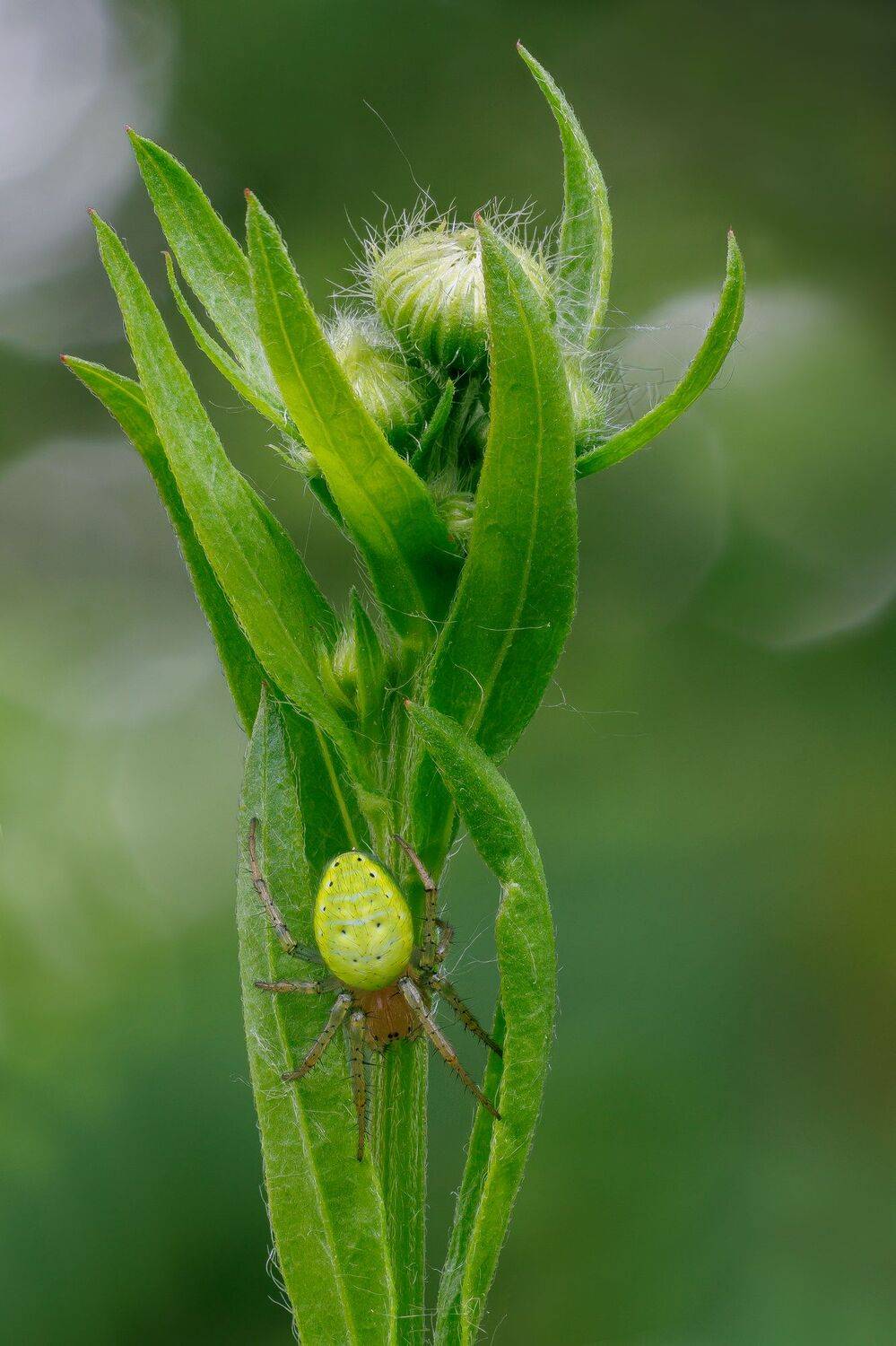 , Кузнецов Дмитрий