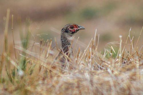 Фазанья фотоохота.