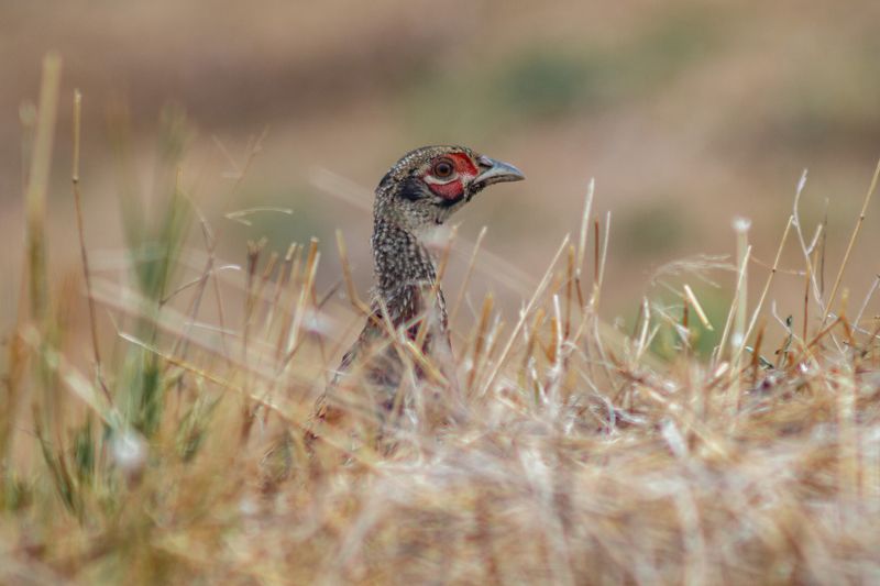 Фазанья фотоохота. фото превью