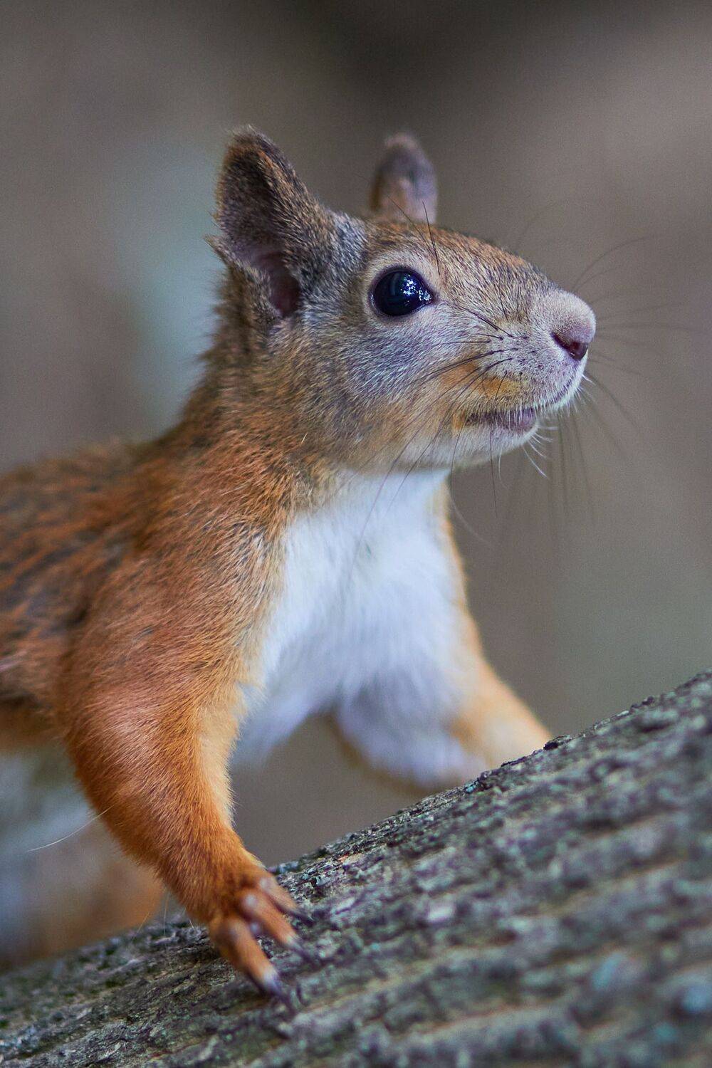 , Гильманов Артур