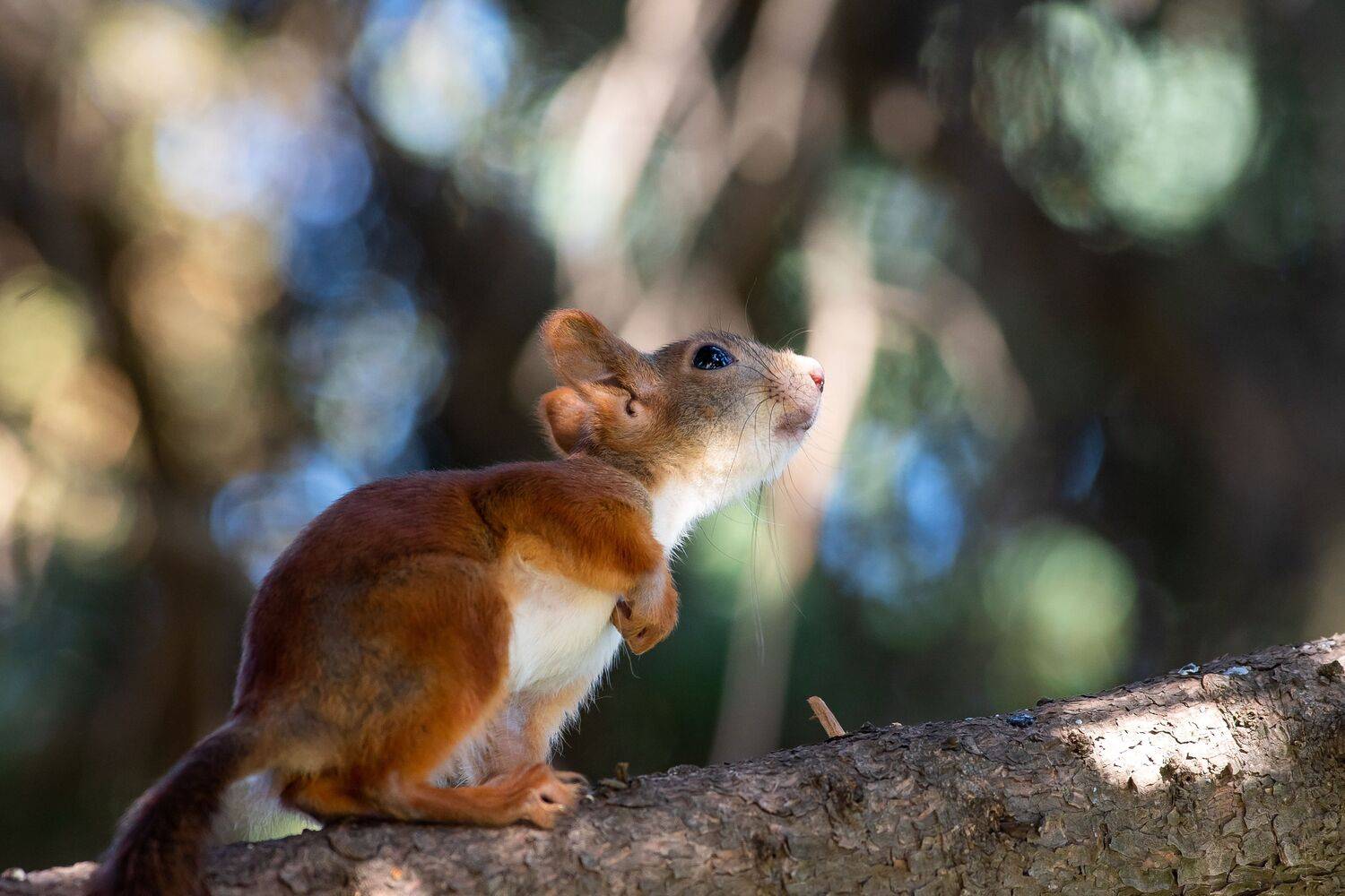 Sciurus vulgaris, volgograd, russia, wildlife,, Сторчилов Павел