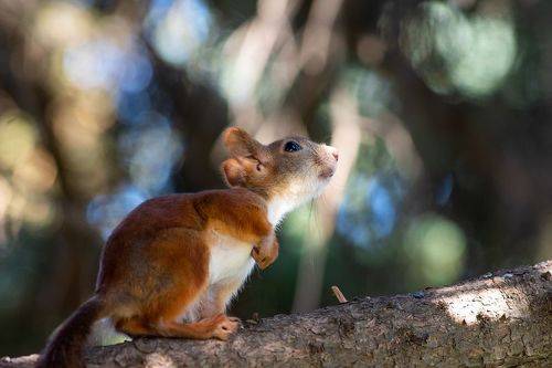 Sciurus vulgaris