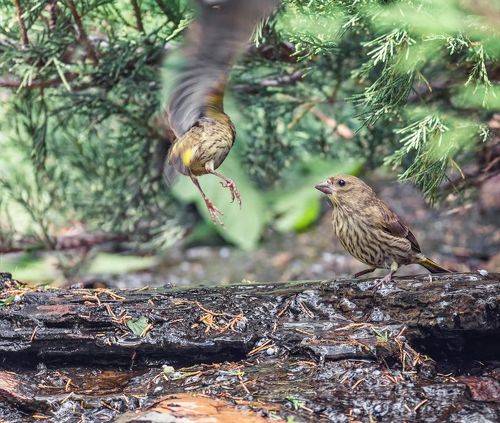 зеленушки у ручья.