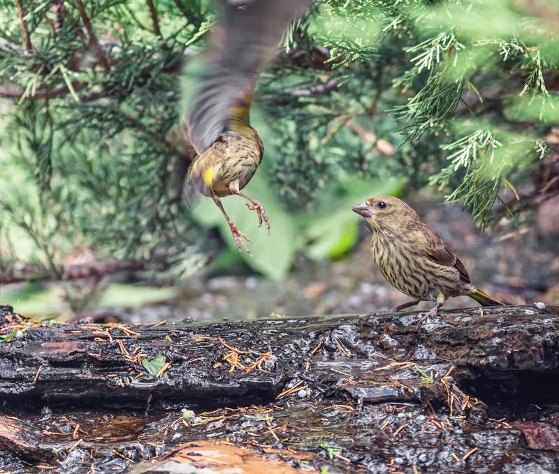 птицы, зеленушка, слёток, вода, ручей, зеленушки у ручья. фото превью