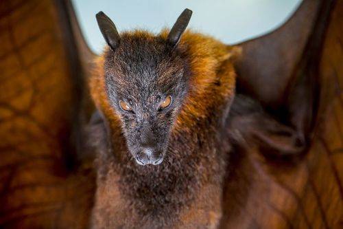 Крыланы на Комодо