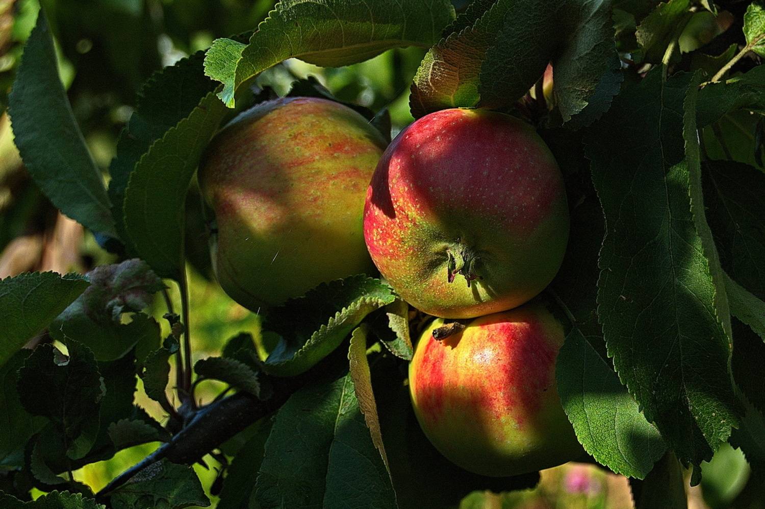 , Николаев Владимир