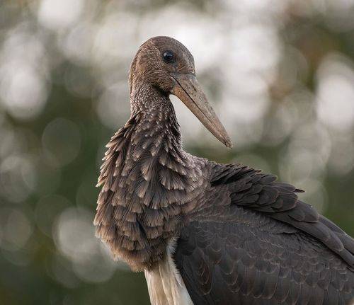 Черный аист